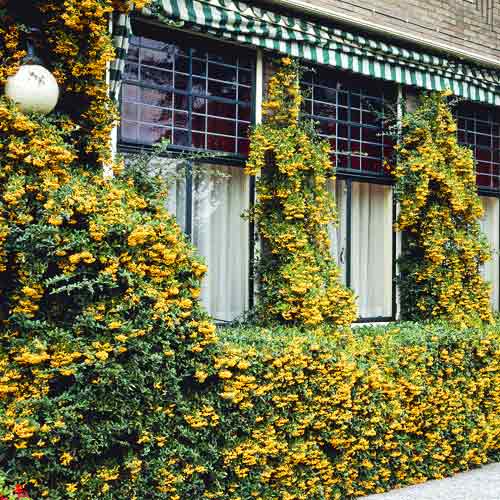 Pyracantha Golden Charmer, C3 interface.image 1 interface.art 7727