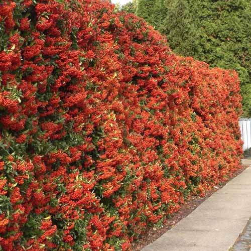 Pyracantha Red Column, C3 interface.image 1 interface.art 7728