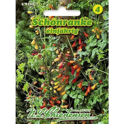 Raupjie ekremokarpi, maisījums interface.image 1 interface.art 96417