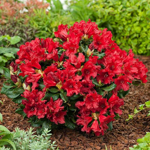 Rododendri Doloroso, C2 interface.image 1 interface.art 1578