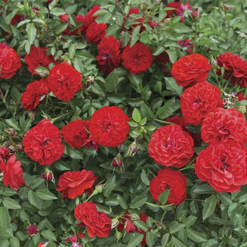 Roze mini Big Bang®, C5 interface.image 1 interface.art 5552