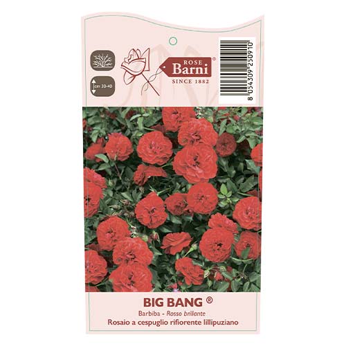 Roze mini Big Bang®, C5 interface.image 3 interface.art 5552