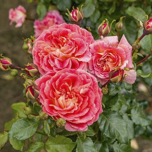 Floribunda roze Designer Sunset ®, C3 interface.image 1 interface.art 4984