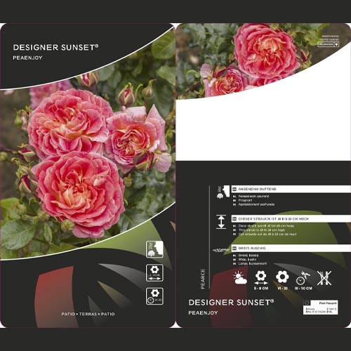 Floribunda roze Designer Sunset ®, C3 interface.image 2 interface.art 4984