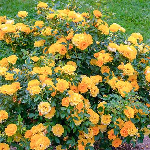 Roze Lucciola® interface.image 1 interface.art 5554