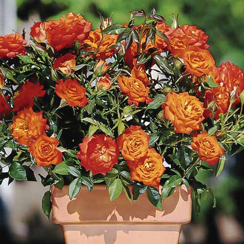 Roze mini Orange Jewel interface.image 1 interface.art 6261