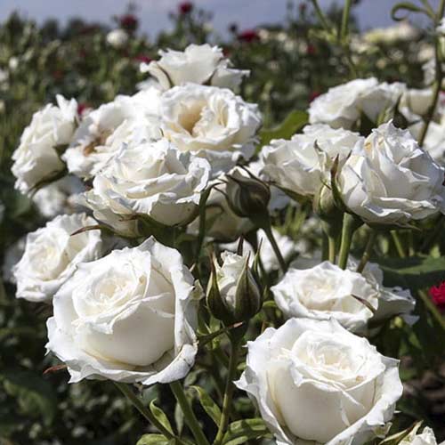 Roze mini Sсhnee Princess interface.image 1 interface.art 6264