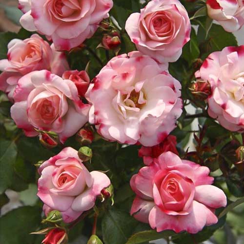 Roze mini Triple Treat interface.image 1 interface.art 6265