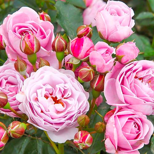 Roze Nautica® interface.image 1 interface.art 5705