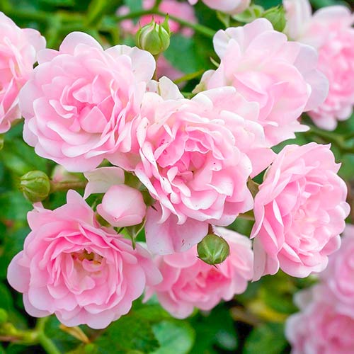 Roze The Fairy interface.image 1 interface.art 5010