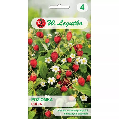 Rūgia zemene interface.image 1 interface.art 69530