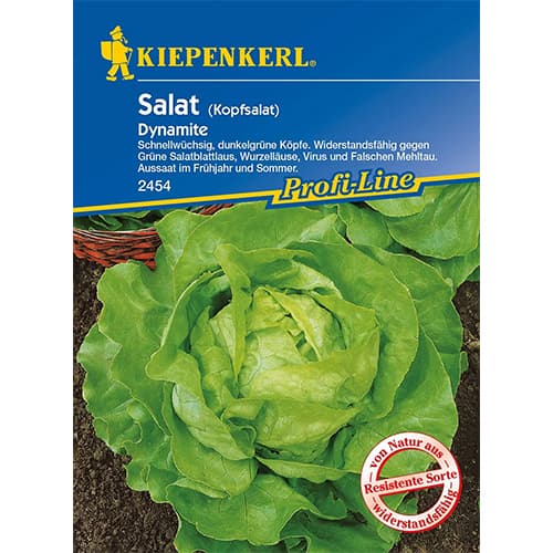 Salātgalviņas Dynamite Kiepenkerl interface.image 1 interface.art 86461