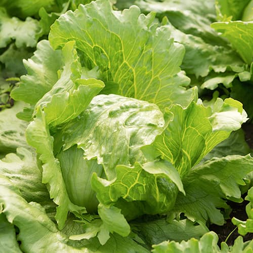 Salāti Brasiliana Kiepenkerl interface.image 1 interface.art 50009