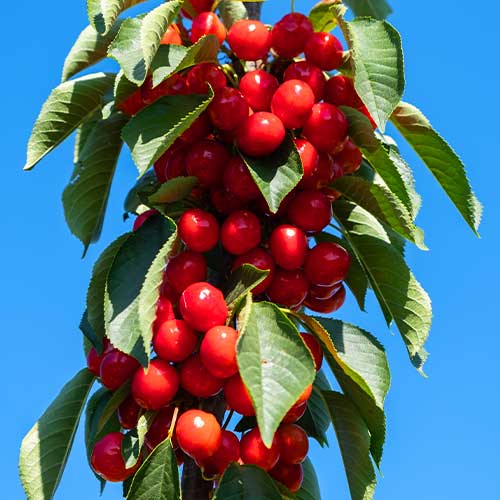 Saldais ķirsis (columnar) Her Torra interface.image 1 interface.art 2010