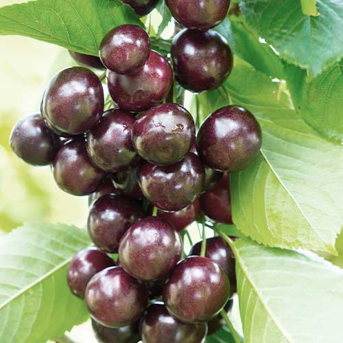 Saldais ķirsis (columnar) Narana interface.image 1 interface.art 2011