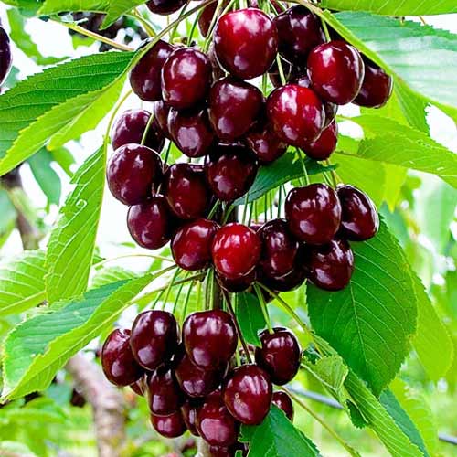 Saldais ķirsis (columnar) Reggina interface.image 1 interface.art 2012