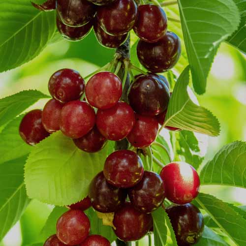 Saldais ķirsis (columnar) Sabrina interface.image 1 interface.art 2013