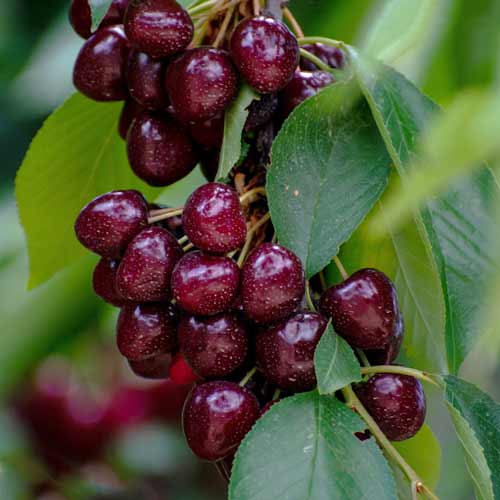 Saldais ķirsis (columnar) Samba interface.image 1 interface.art 2014