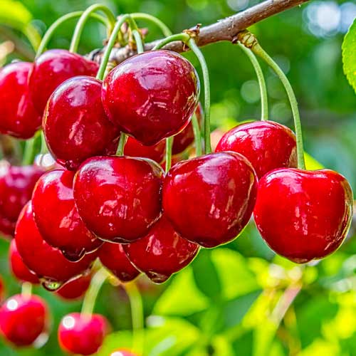 Saldais ķirsis Elegant Joy, С2 interface.image 1 interface.art 1628