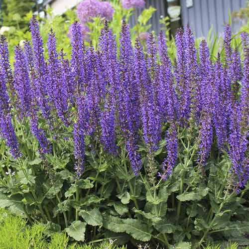 Salvija Midnight Purple, С3 interface.image 1 interface.art 8575