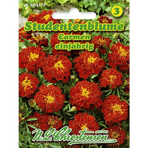 Samtenes Carmen interface.image 1 interface.art 86204