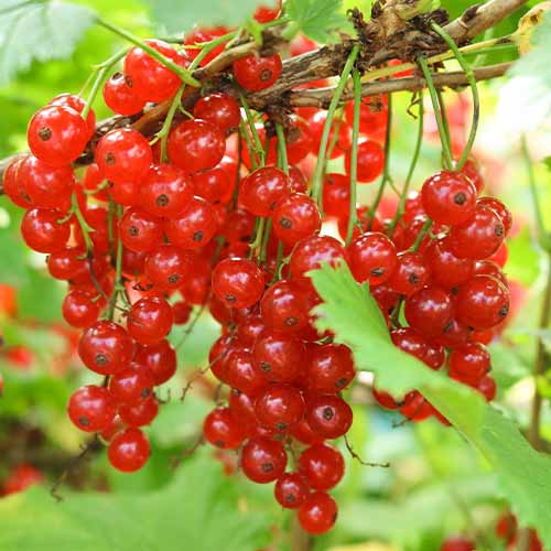 Sarkanā jāņoga Jonkheer van Tet's, Р9 interface.image 1 interface.art 7601