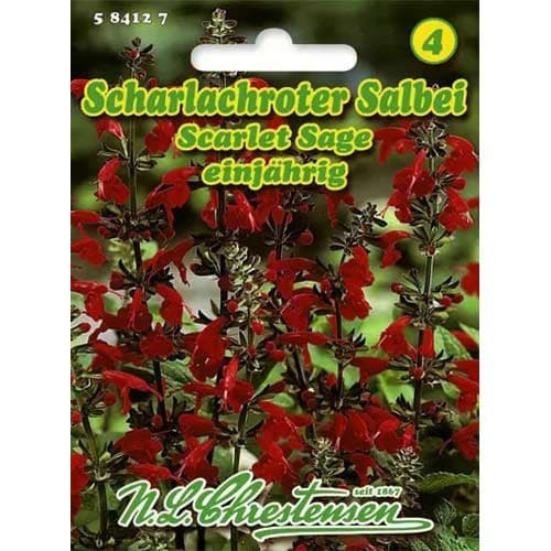 Sarkanas salvijas Scarlet Sage interface.image 1 interface.art 96446