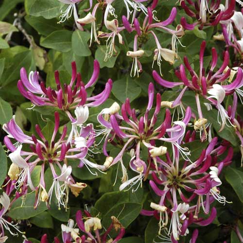 Sausserdis Fragrant Cloud PBR, С2 interface.image 1 interface.art 8230