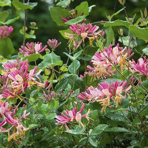 Sausserdis Heckrotta Goldflame, С2 interface.image 1 interface.art 8231