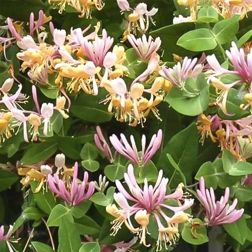 Sausserdis Inga, С2 interface.image 1 interface.art 8228