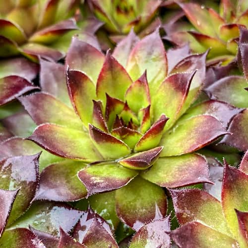 Sempervivum Cassiopea, С2 interface.image 1 interface.art 8266