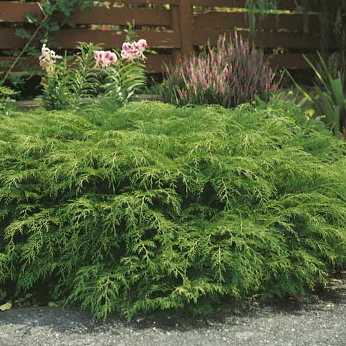 Sibīrijas mikrobiota, C2 interface.image 1 interface.art 7746