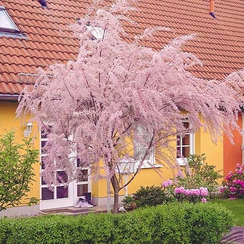 Sīkziedu tamarikss, P9 interface.image 1 interface.art 9102