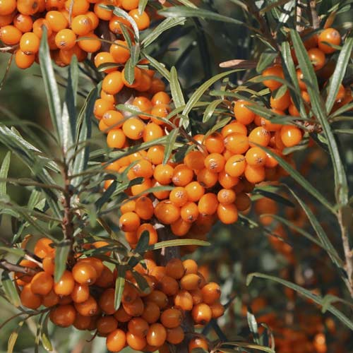 Smiltsērkšķi Eva, С2 interface.image 1 interface.art 8205