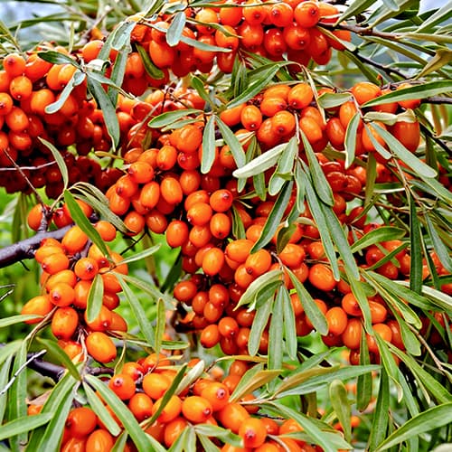 Smiltsērkšķi Friesdorfer Orange, P9 interface.image 1 interface.art 5856