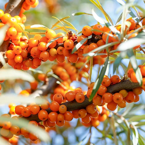 Smiltsērkšķi Nivelana, P9 interface.image 1 interface.art 5857