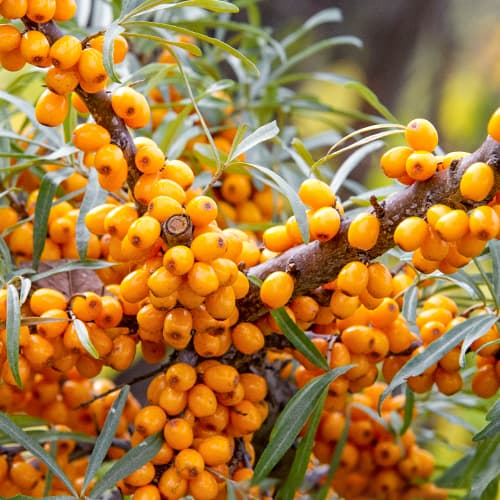 Smiltsērkšķi, P9 interface.image 1 interface.art 8282