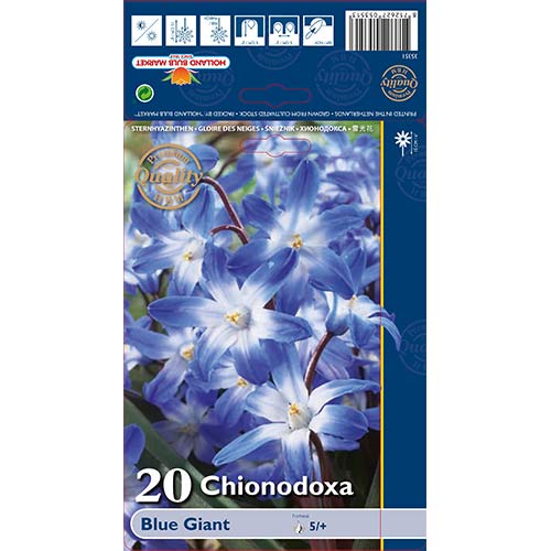 Vizbulītes Blue Giant interface.image 1 interface.art 67321