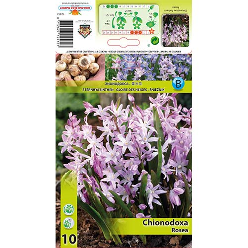 Vizbulītes Rosea interface.image 1 interface.art 67323