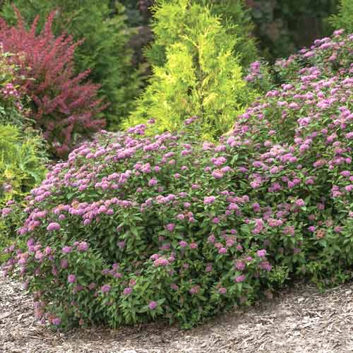 Spireja Double Play Artist ®, С3 interface.image 1 interface.art 8581