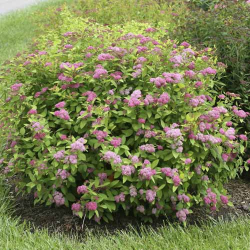 Spireja Double Play Big Bang ®, С3 interface.image 1 interface.art 8582