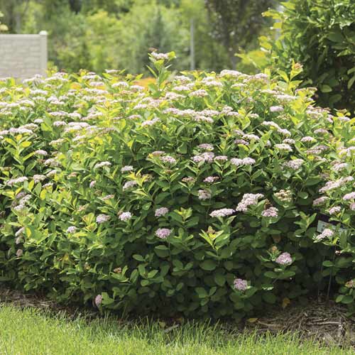 Spireja Pink Sparkler PBR, С3 interface.image 1 interface.art 8579