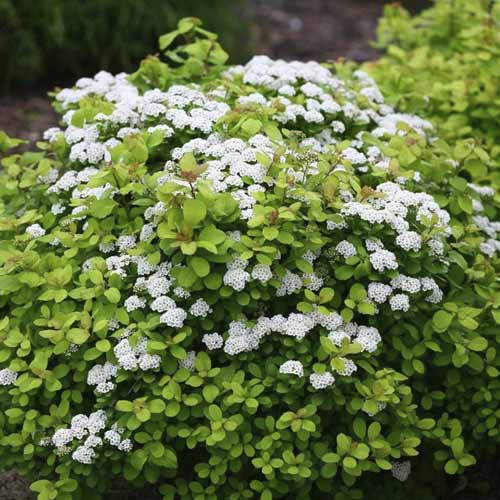 Spireja Tor Gold PBR, С2 interface.image 1 interface.art 8580