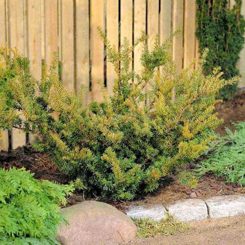 Starpveida īve Farmen interface.image 1 interface.art 9690