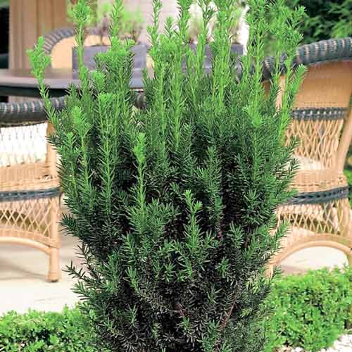 Starpveida īve Hillii interface.image 1 interface.art 9691