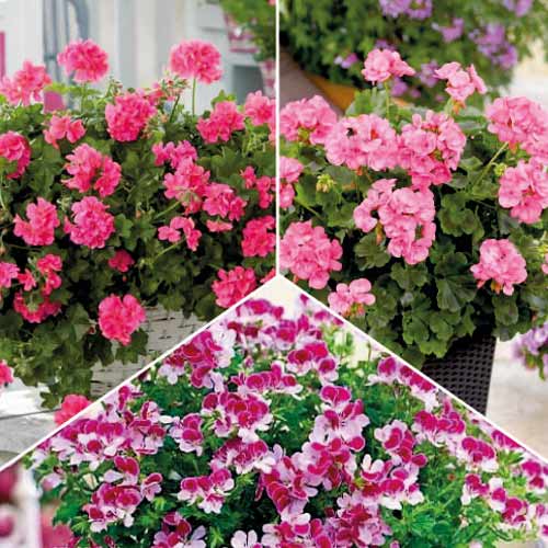 Super komplekts! Augi pret odiem, komplektā 3 šķirnes interface.image 1 interface.art 77818