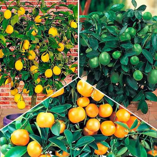 Super komplekts! Eksotiskais mix, komplektā 3 stādi interface.image 1 interface.art 76660