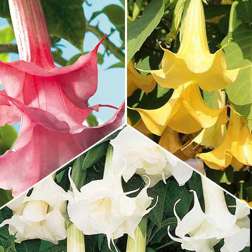 Super komplekts! Enģeļtaures, komplektā 3 stādi interface.image 1 interface.art 76658