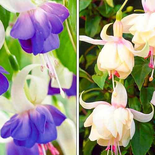 Super komplekts! Fuksija (Fuchsia), komplektā 2 stādi interface.image 1 interface.art 76708