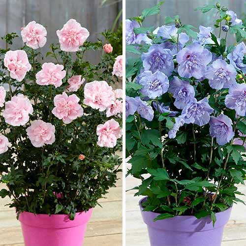 Super komplekts! Hibiski Chiffon, komplektā 2 stādi interface.image 1 interface.art 76661